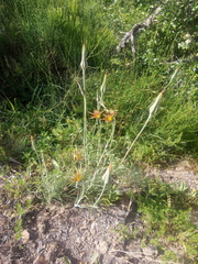 Tragopogon castellanus