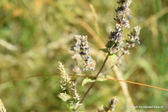 Nepeta tuberosa