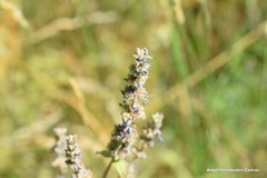 Nepeta tuberosa
