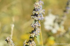 Nepeta tuberosa