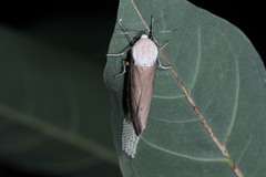 Creatonotos transiens