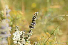 Nepeta tuberosa