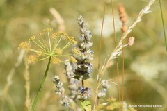 Nepeta tuberosa