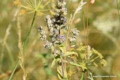 Nepeta tuberosa