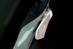 Creatonotos transiens