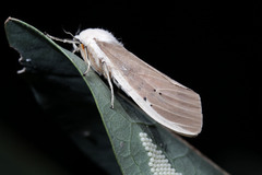 Creatonotos transiens