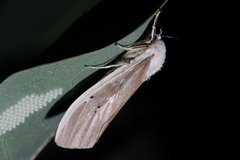 Creatonotos transiens