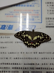 Papilio demoleus