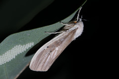 Creatonotos transiens