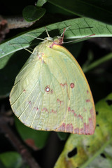 Catopsilia pomona