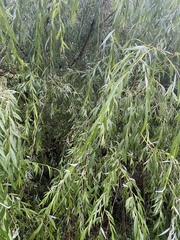 Salix × fragilis vitellina