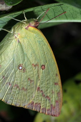 Catopsilia pomona