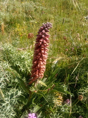Digitalis parviflora