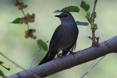 Dumetella carolinensis