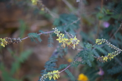 Dalea lutea