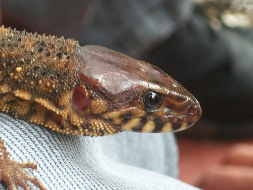 Yellow-spotted Night Lizard