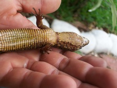 Lepidophyma flavimaculatum