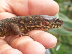 Lepidophyma flavimaculatum