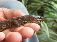 Lepidophyma flavimaculatum