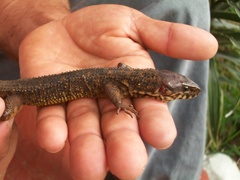 Lepidophyma flavimaculatum