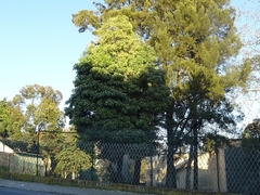 Pittosporum undulatum