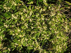 Pittosporum undulatum