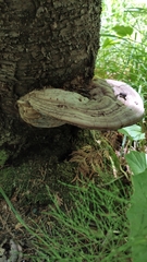 Ganoderma applanatum image