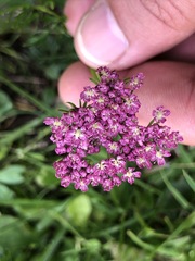 Mutellina purpurea