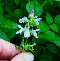 Stachys tenuifolia