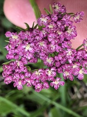 Mutellina purpurea
