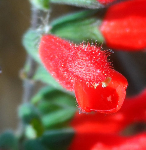 Oaxaca Red Sage (Salvia adenophora)
