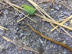 Diversibipalium multilineatum