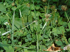 Platycnemis pennipes