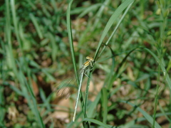 Platycnemis pennipes