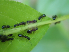 Dolichoderus plagiatus