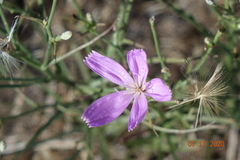 Lygodesmia juncea