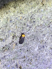 Abscondita cerata
