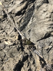 Pachygrapsus