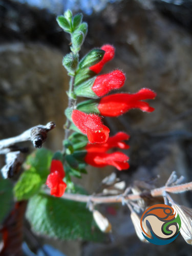Salvia adenophora, photograph 3