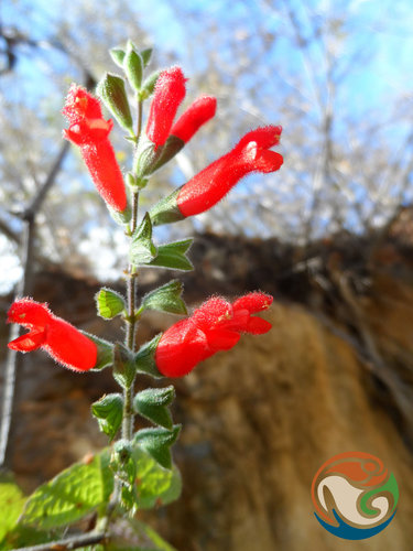 Salvia adenophora, photograph 2