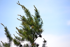 Pinus