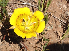 Calochortus luteus