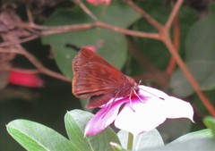 Pellicia