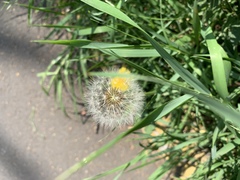 Taraxacum officinale