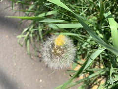 Taraxacum officinale