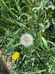 Taraxacum officinale