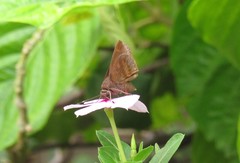 Pellicia