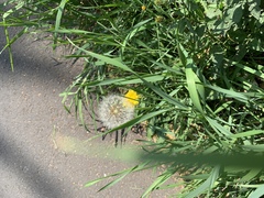 Taraxacum officinale