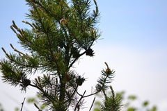 Pinus