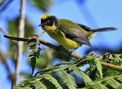 Myioborus flavivertex